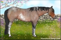 Horse Color:White Spotted Bay Roan 
