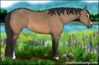 Horse Color:Bay Dun Sabino Rabicano 