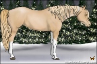 Horse Color:Chestnut Pearl Tobiano