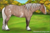 Horse Color:White Spotted Silver Bay Roan Splash