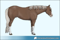 Horse Color:Silver Black Splash 