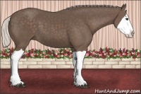 Horse Color:Silver Black Splash