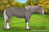 Horse Color:Silver Black Splash