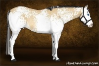 Horse Color:White Spotted Buckskin Roan Dun Splash Rabicano 
