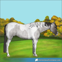 Horse Color:White Spotted Smoky Grullo Roan Tobiano 