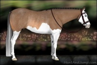 Horse Color:Buckskin Splash Rabicano 