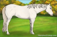 Horse Color:Perlino Roan