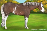 Horse Color:White Spotted Silver Black Splash