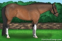 Horse Color:Buckskin 