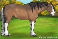 Horse Color:Buckskin Splash 