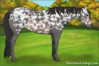 Horse Color:Buckskin Ice 