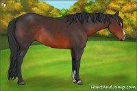 Horse Color:Brown Sabino Rabicano 