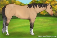 Horse Color:Bay Dun 