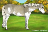 Horse Color:Chocolate Palomino Splash 