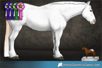 Horse Color:Buckskin Appaloosa 