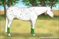 Horse Color:Silver Smoky Black Appaloosa Rabicano 