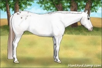 Horse Color:Buckskin Varnish Rabicano 