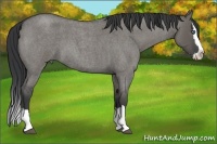 Horse Color:Grullo Roan Splash 