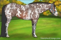 Horse Color:White Spotted Bay Ice Splash Frame