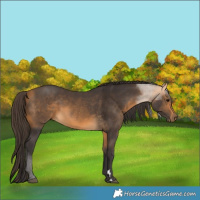 Horse Color:Buckskin 