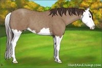 Horse Color:Classic Champagne Sabino Splash