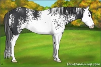 Horse Color:White Spotted Black Splash