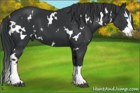Horse Color:White Spotted Black Splash 