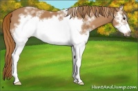 Horse Color:White Spotted Chestnut Sabino Frame