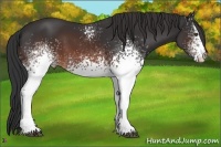 Horse Color:White Spotted Brown 