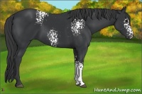 Horse Color:White Spotted Black 