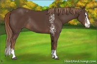 Horse Color:White Spotted Liver Chestnut Splash Rabicano