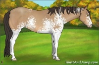 Horse Color:White Spotted Amber Champagne Rabicano