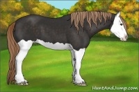 Horse Color:Liver Chestnut Splash