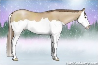 Horse Color:Grullo Pearl Splash 