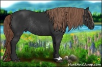 Horse Color:Liver Chestnut Rabicano