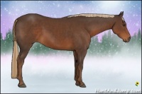 Horse Color:Liver Chestnut Sabino Rabicano 