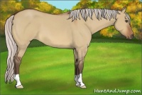 Horse Color:Silver Bay Roan Dun 