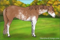 Horse Color:Chestnut Sabino