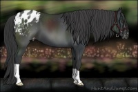 Horse Color:Black Appaloosa