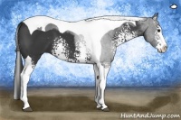 Horse Color:White Spotted Black Splash Tobiano