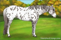 Horse Color:White Spotted Liver Chestnut Appaloosa 
