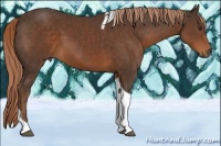 Horse Color:Liver Chestnut Tobiano 