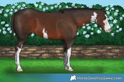 Horse Color:White Spotted Liver Chestnut 