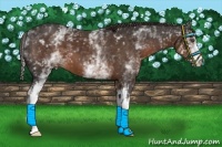 Horse Color:White Spotted Liver Chestnut 