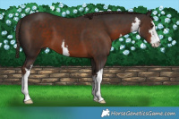 Horse Color:White Spotted Liver Chestnut