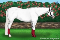 Horse Color:Silver Brown Dun Splash Appaloosa 