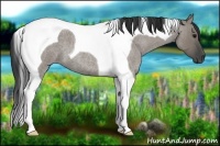 Horse Color:Grullo Roan Tobiano