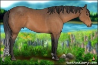 Horse Color:Buckskin 