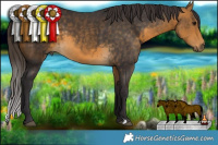 Horse Color:Buckskin 