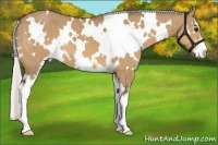 Horse Color:White Spotted Silver Bay Dun Sabino